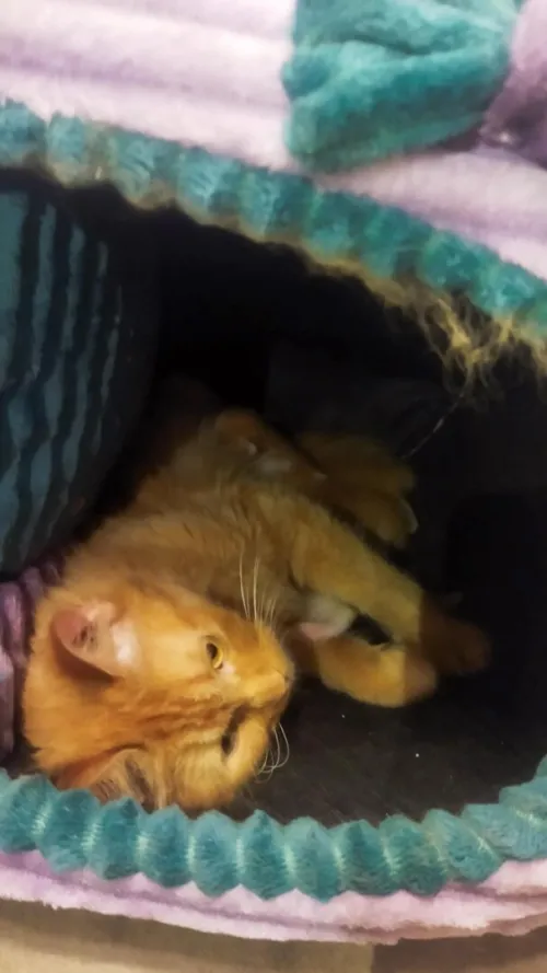 Chat person  avec ses trois chatons