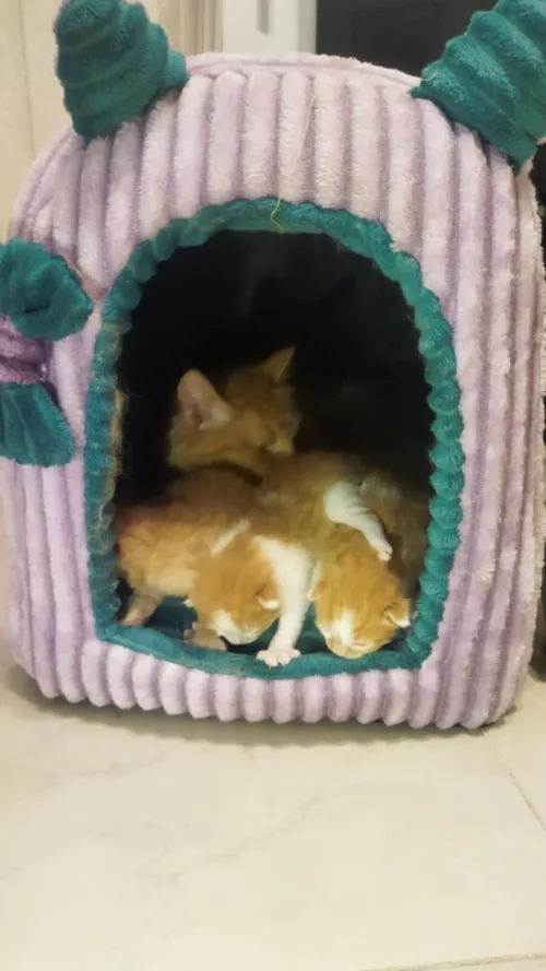 Chat person  avec ses trois chatons