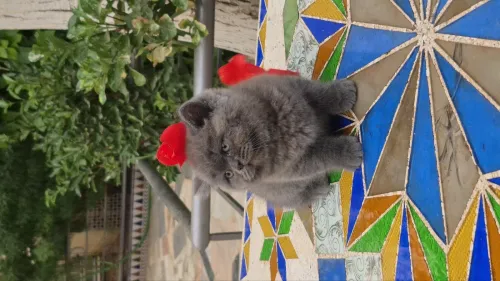 Brittish shorthair 