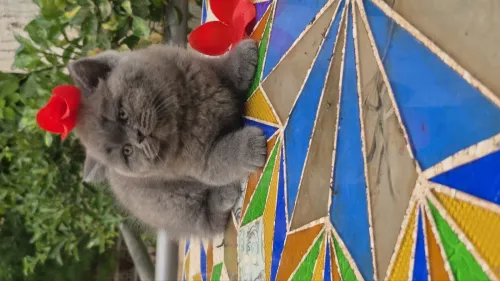 Brittish shorthair 