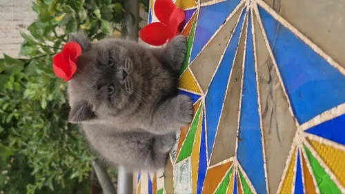Brittish shorthair 