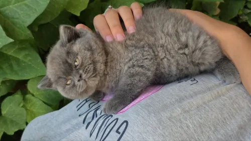 Brittish shorthair 