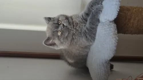 Brittish shorthair 
