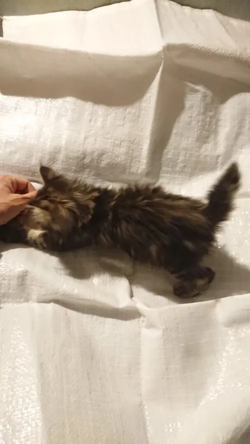 Chaton femelle bobtail américain