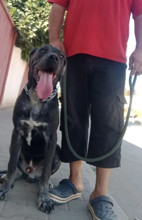 Canecorso