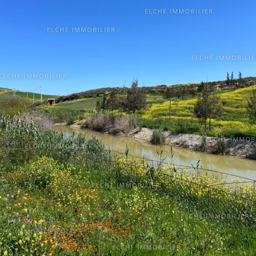 Vente Terrain Agricole Oran Ain el kerma