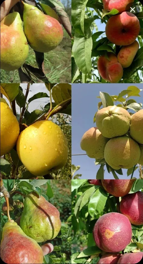 Vente Terrain Agricole Djelfa Guernini