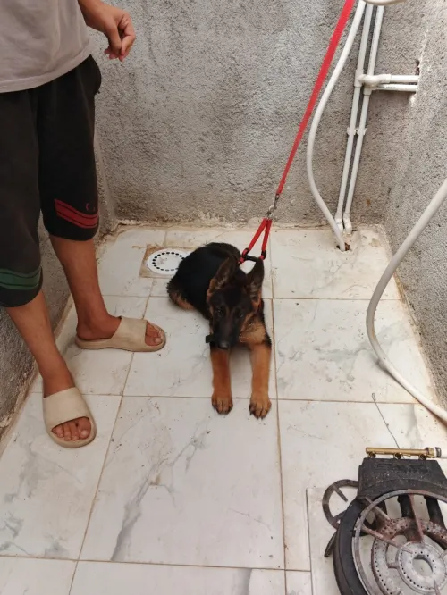 Bargi almon