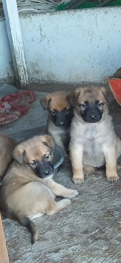 Chiots malinois