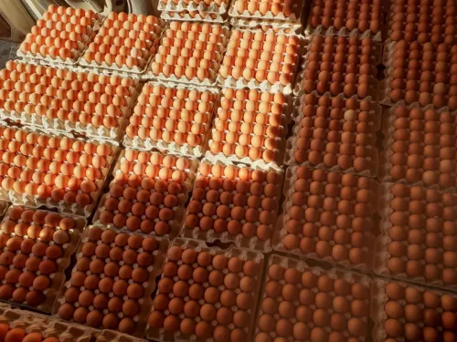 Oeuf gros et détaille 