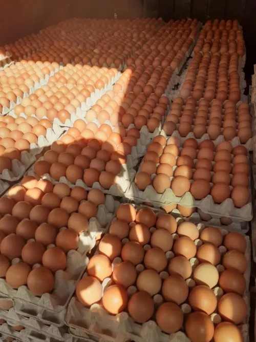 Oeuf gros et détaille 
