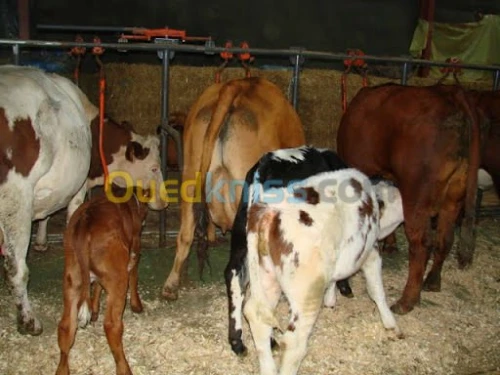 elvage des vaches et moutons 