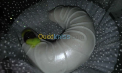 Gâteaux traditionnels et orientales 