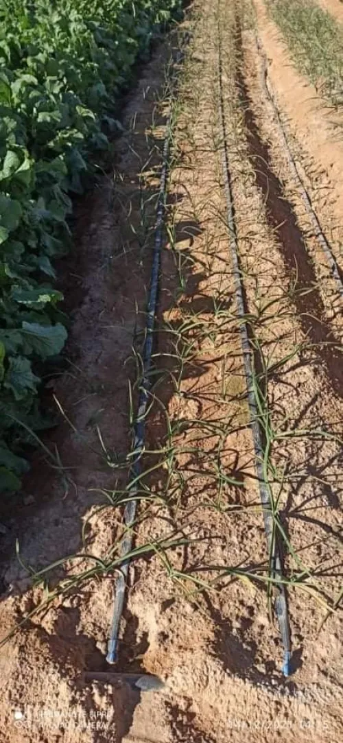 Vente Terrain Agricole Adrar Adrar