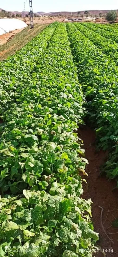 Vente Terrain Agricole Adrar Adrar