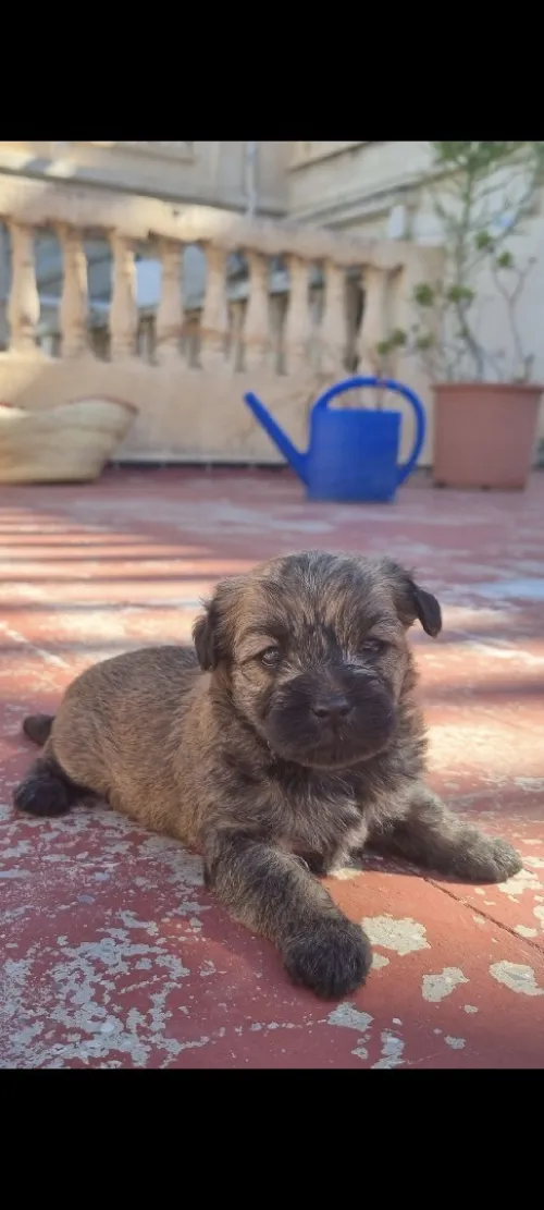 Adorable chiots caniches disponibles à la vente !