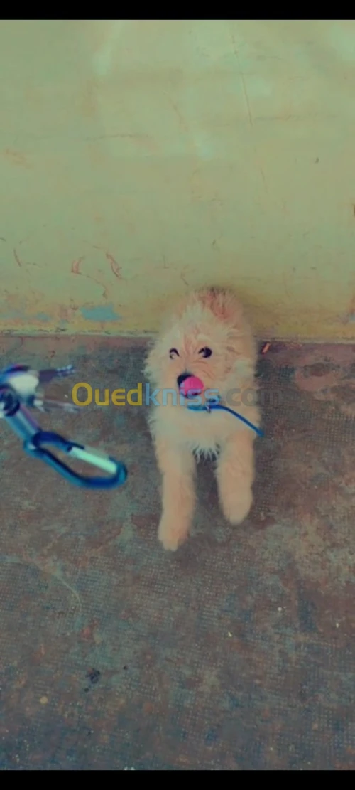 Caniche bichon