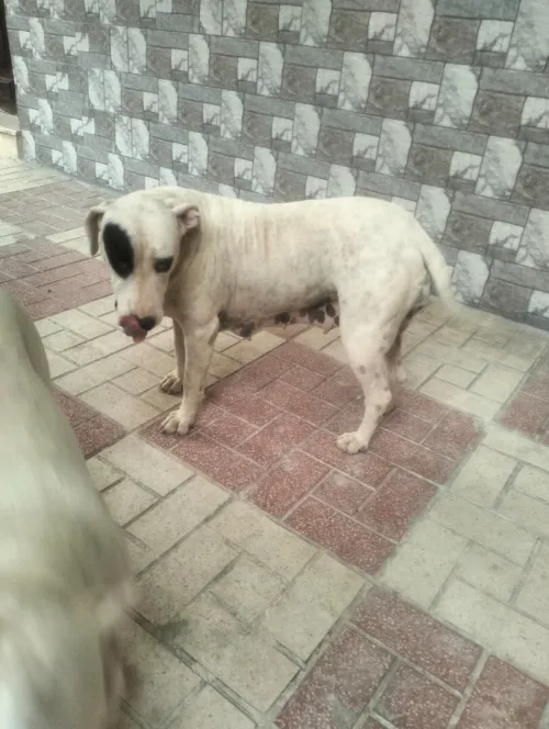 Dog argentine 