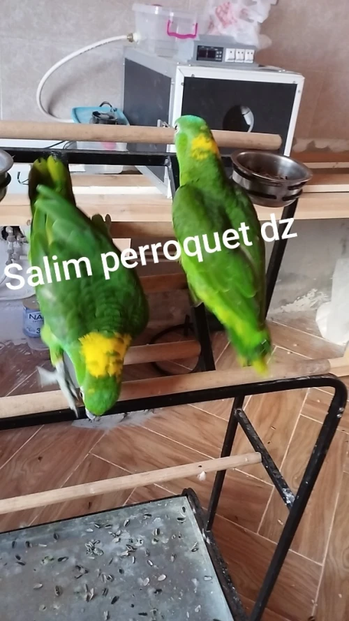 Dressage perroquet 