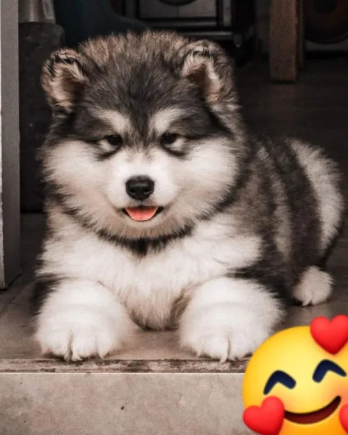 Husky Malamute 