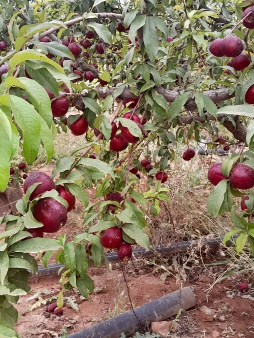Vente Terrain Agricole Saïda Youb