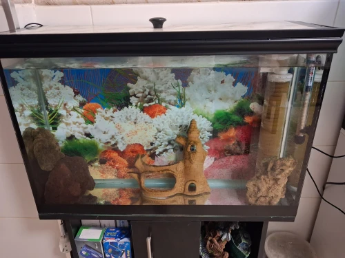 Aquarium 1m avec meuble