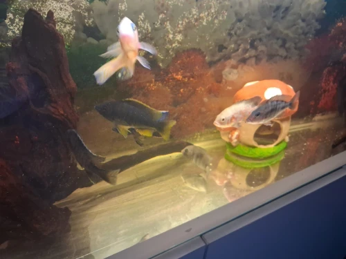 Aquarium avec meuble 1 mètre haute finition