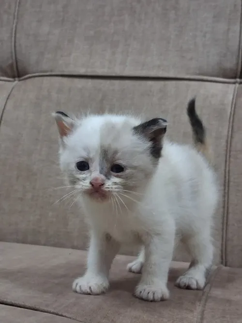 Nouvelle portée de chatons Persan Himalayan