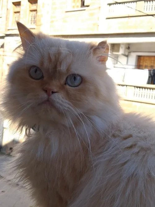 Nouvelle portée de chatons Persan Himalayan