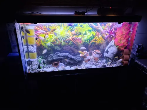 Aquarium avec meuble noir 80x55x25cm