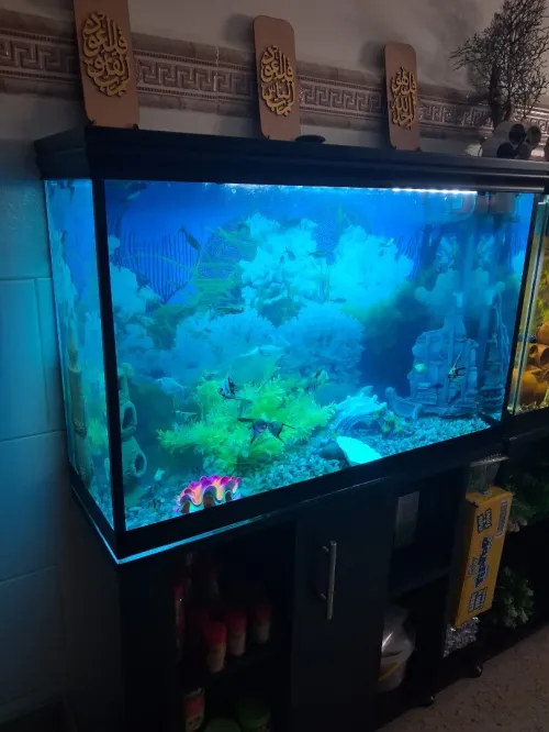 Aquarium avec meuble noir 80x55x25cm