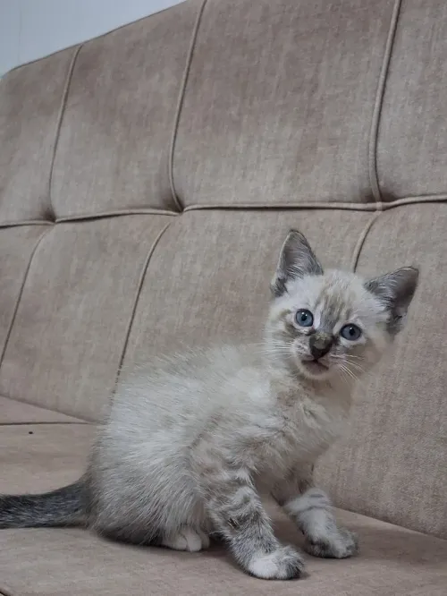 Chat Siamois Femelle 2 mois