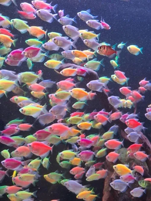 Aqua-Bocals différents Modèls