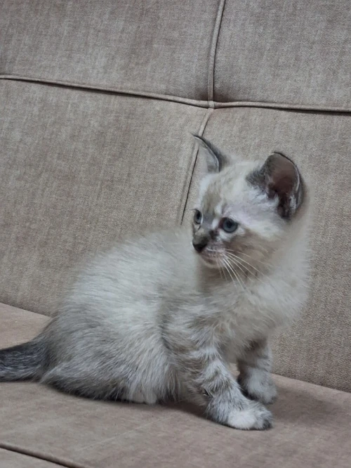 Chat Siamois Femelle 2 mois