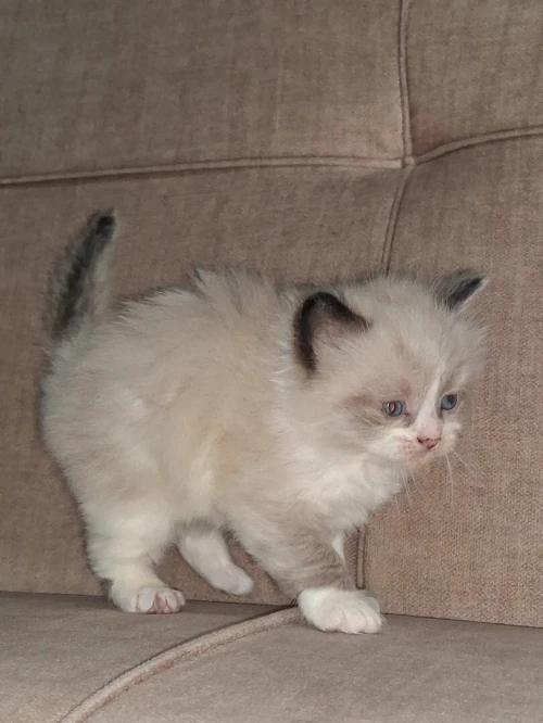 Nouvelle portée de chatons Persan Himalayan