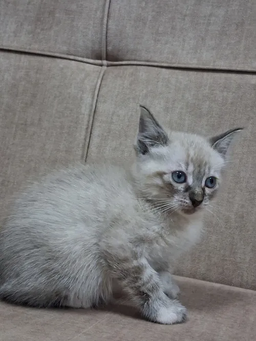Chat Siamois Femelle 2 mois