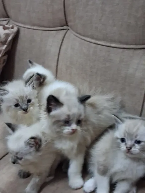 Nouvelle portée de chatons Persan Himalayan
