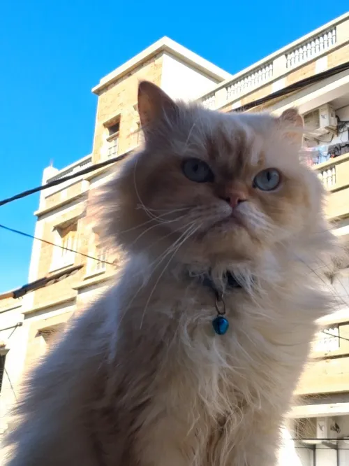 Nouvelle portée de chatons Persan Himalayan