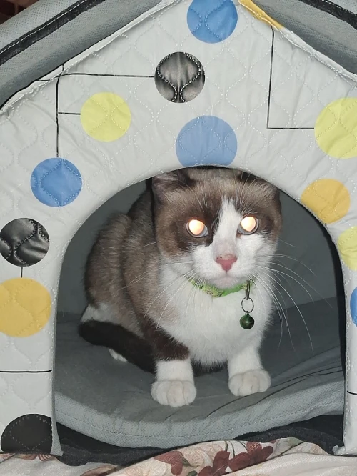 Chat Snowshoes Femelle +1an avec accessoires