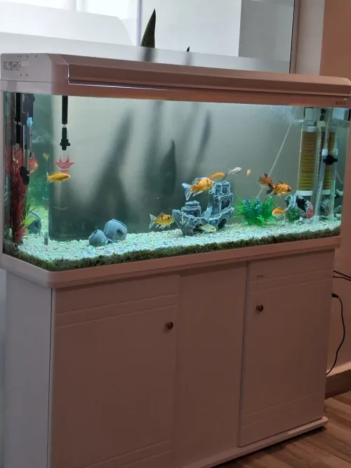 Aquarium d'importation 1m avec meuble d'origine