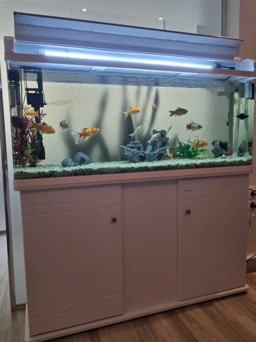 Aquarium d'importation 1m avec meuble d'origine