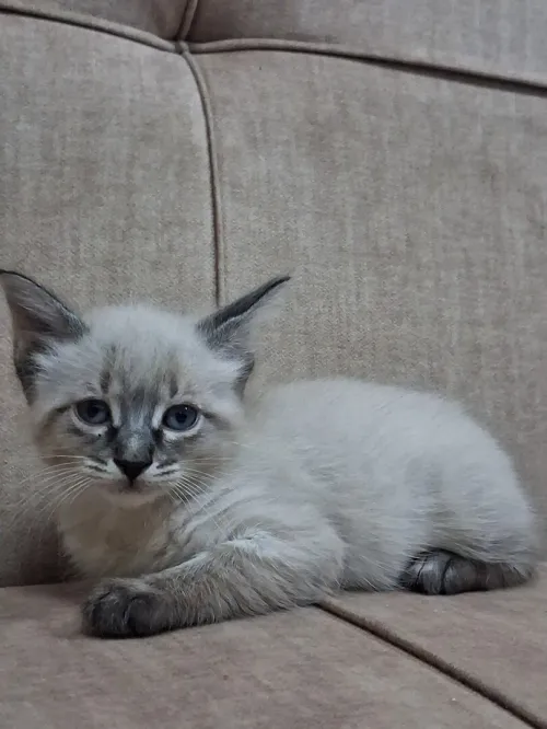 Chat Siamois Femelle -2 mois