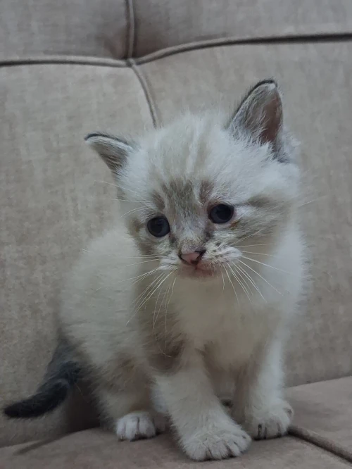 Nouvelle portée de chatons Persan Himalayan