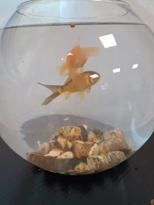 Aqua-Bocals différents Modèls