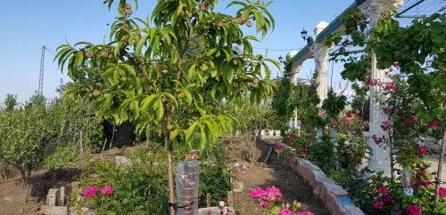 Vente Villa Skikda Beni oulbane
