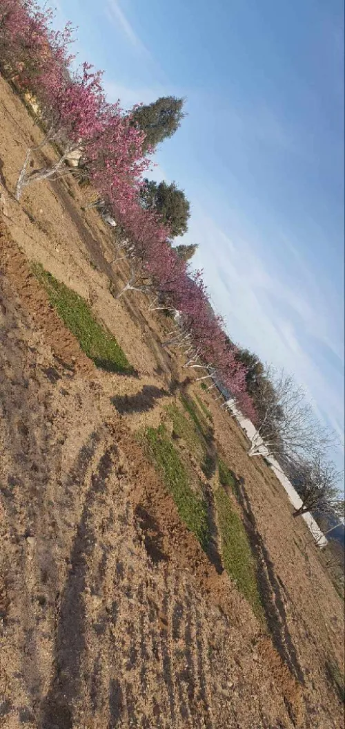 Vente Terrain Agricole Tébessa Bekkaria 
