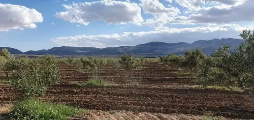 Vente Terrain Agricole Tébessa Bekkaria 