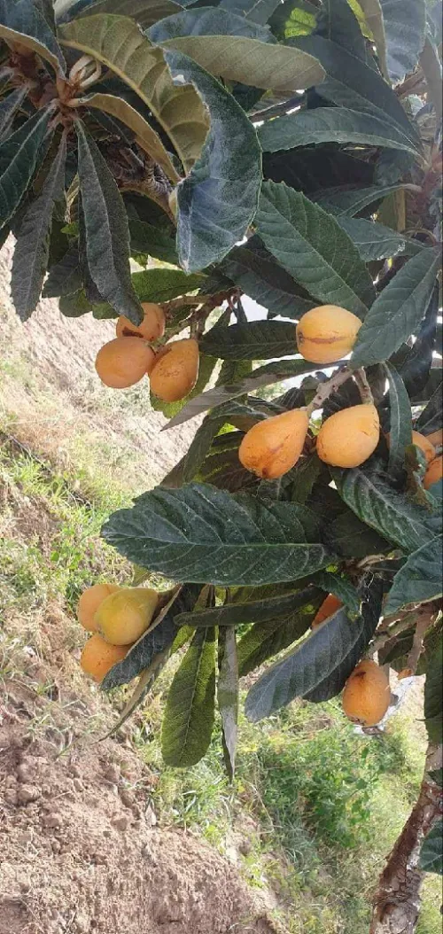 Vente Terrain Agricole Tébessa Bekkaria 