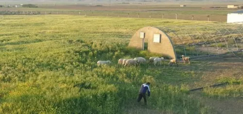 Vente Terrain Agricole Tébessa Bekkaria 