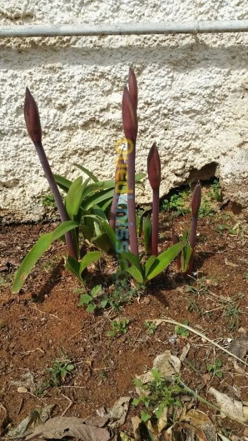 FLEUR D'AMARYLLIS 